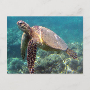 Hanauma Bay Hawaii Turtle Postkarte