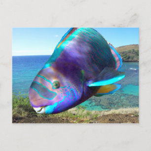 Hanauma Bay Oahu Hawaii Parrot Fish Postkarte