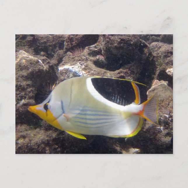 Hanauma Bay - Saddleback Butterfly Fisch Postkarte (Vorderseite)