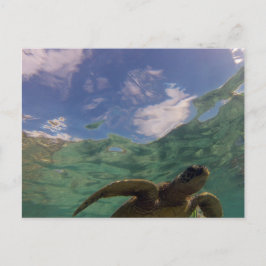 Hanauma Bay Turtle Postkarte