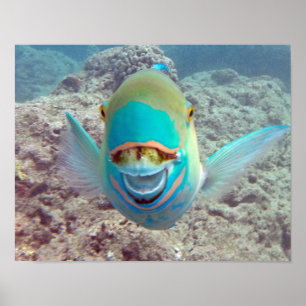 Hanauma Bucht-Papageien-Fische Poster