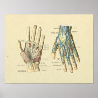 Hand Arteries Venen Nerven Anatomie drucken