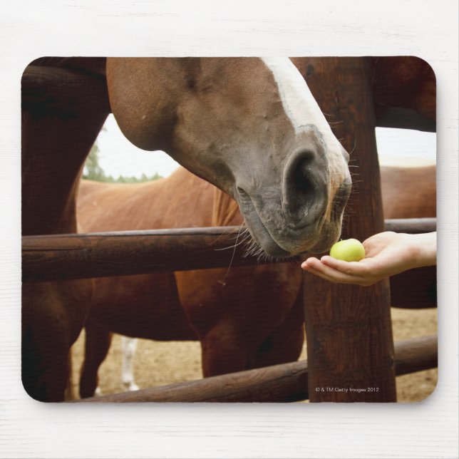 Hand, die ein Pferd und einen Apfel füttre. Mousepad (Vorne)