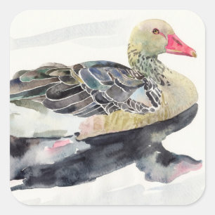 Hand Gezeichnet Wasserfarbenvogel, Ente Quadratischer Aufkleber