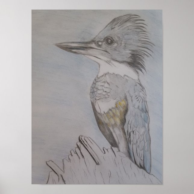 Hand Sketched Belted Kingfisher Poster (Vorne)