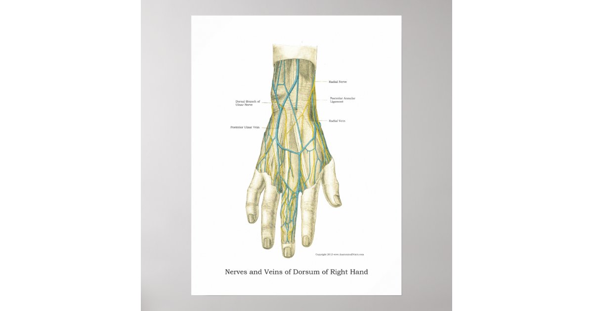 Hand U Handgelenk Internes Anatomie Plakat Poster Zazzle Ch