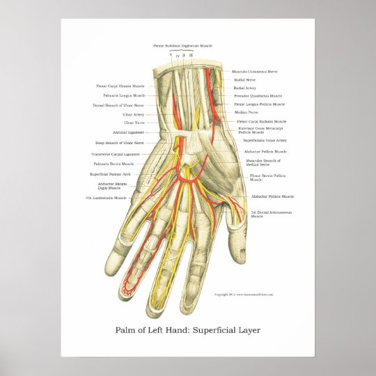 Hand U Handgelenk Internes Anatomie Plakat Poster Zazzle Ch