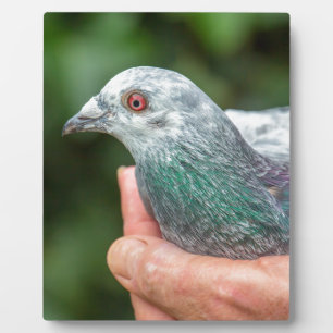 Hände mit Renntaube außerhalb.JPG Fotoplatte