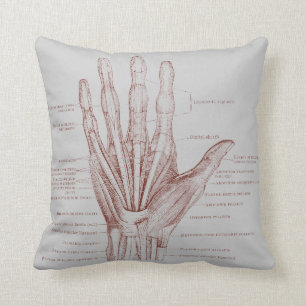 Handfingermuskeln - Anatomie Kissen