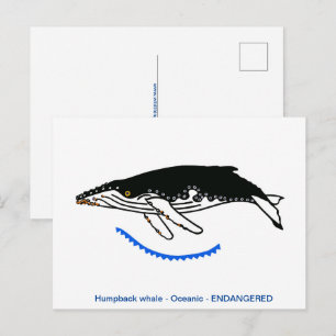 Handgezeichnet - Humpback WHALE- gefährdete Tiere- Postkarte