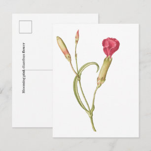 Handgezeichnete blühende rosa Dianthus-Blume Postkarte