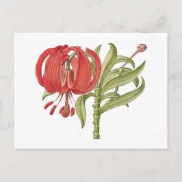 Handgezeichnete blühende scharlachrote Türken- Postkarte
