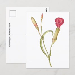 Handgezeichnete blutrosa Dianthus-Blume Postkarte