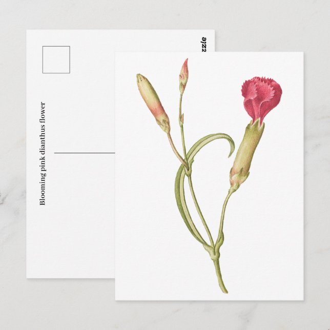 Handgezeichnete blutrosa Dianthus-Blume Postkarte (Vorne/Hinten)