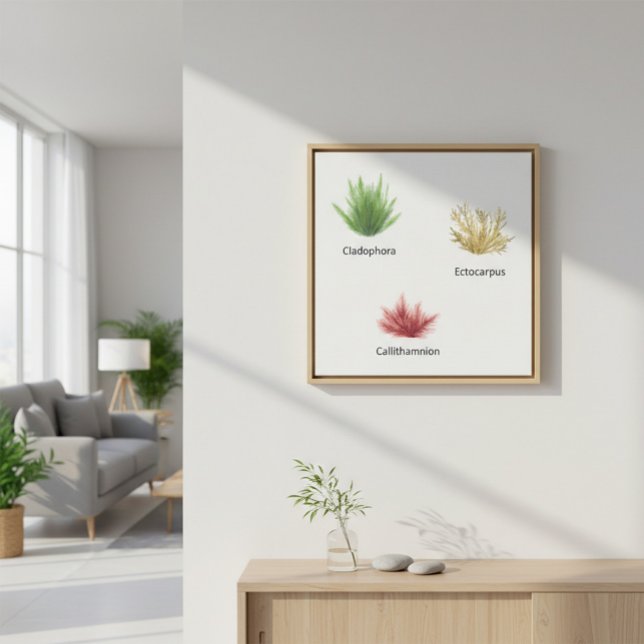 Handgezeichnete Cladophora, Ektocarpus Seetang Leinwanddruck (Von Creator hochgeladen)