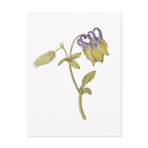 Handgezeichnete gewöhnliche Akelei-Blume