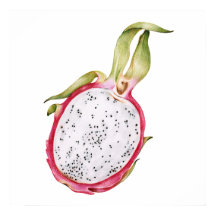 Handgezeichnete Illustration der Drachenfrucht