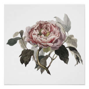 Handgezeichnete rosa Kohlrose Poster