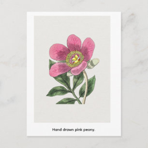 Handgezeichnete rosa Pfingstrose. Postkarte