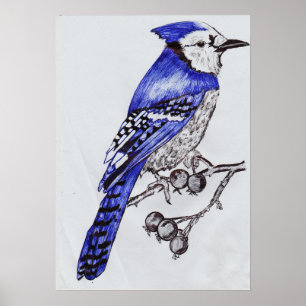 Handgezeichneter Blauhäher Schwarz- und Blautinte Poster