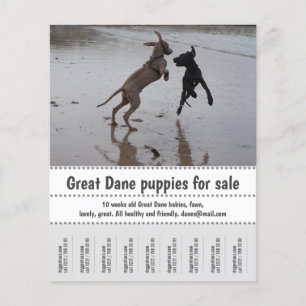 Händlerposter Flyer