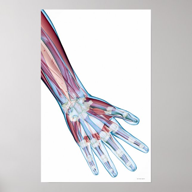 HandLigamente Poster (Vorne)