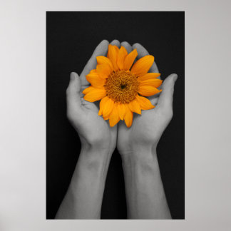 hands cupping sunflower poster