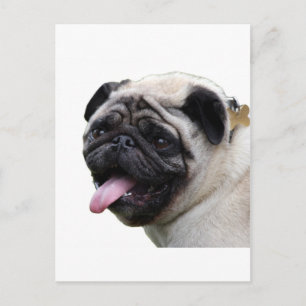 Handsom, weißes Mops Foto-Zubehör, Namen hinzufüge Postkarte