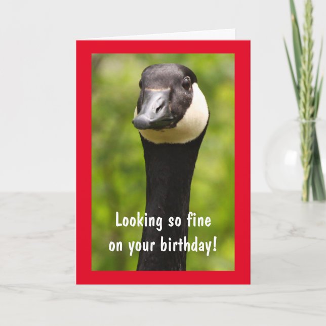 Handsome Canada Goose Funny Birthday Card Karte (Vorderseite)