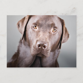 Handsome Chocolate Labrador Postkarte