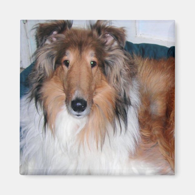 HANDSOME COLLIE MAGNET (Vorne)