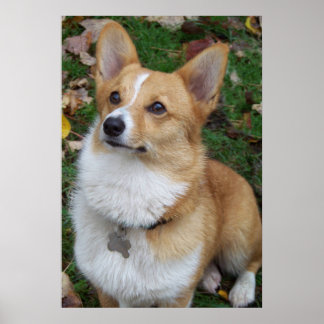 Handsome Corgi Poster