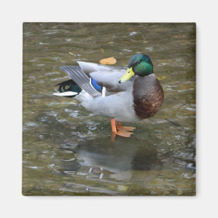 Handsome Mallard (Männchen) Duck Magnet