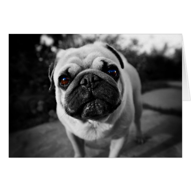 Handsome Mops (Vorderseite (Horizontal))