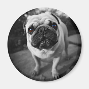 Handsome Mops Magnet