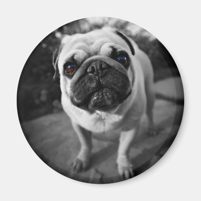 Handsome Mops Magnet (Vorne)