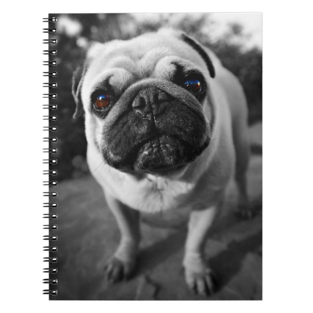 Handsome Mops Notizblock (Vorderseite)