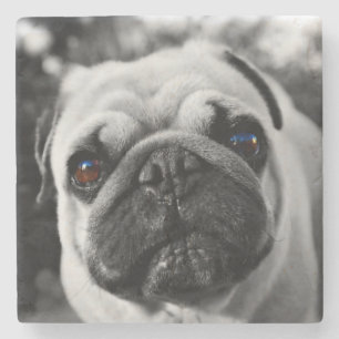 Handsome Mops Steinuntersetzer