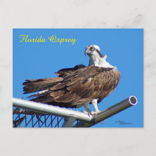 Handsome Osprey Hawk Nest Postcard Postkarte
