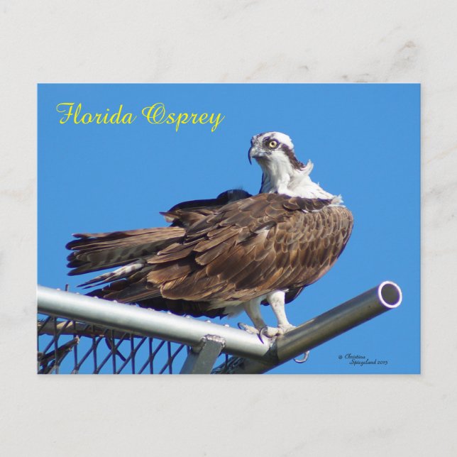 Handsome Osprey Hawk Nest Postcard Postkarte (Vorderseite)