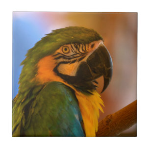 Handsome Parrot Tile Fliese