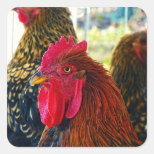 Handsome Rooster Quadratischer Aufkleber