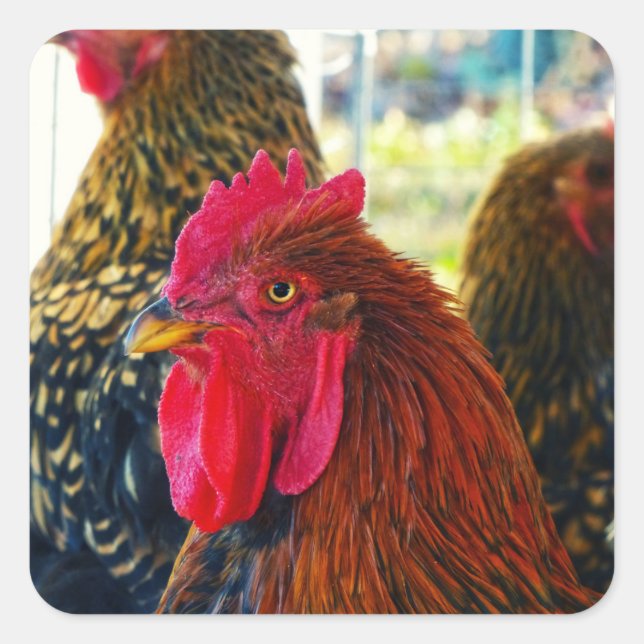 Handsome Rooster Quadratischer Aufkleber (Vorderseite)
