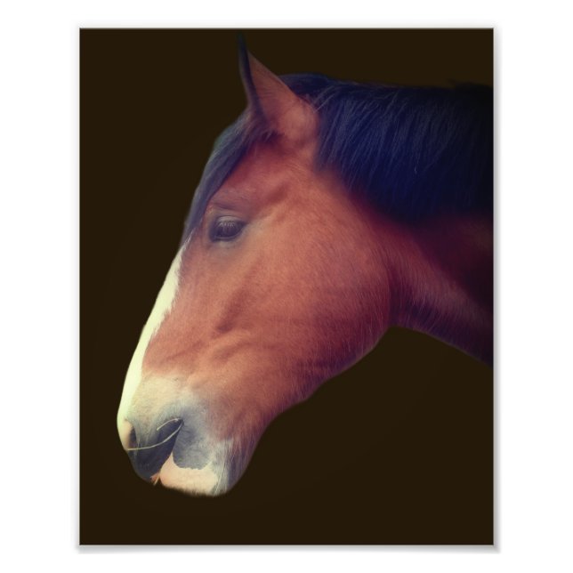 Handsome Shire Draft Horse Face 8x10 Fotodruck (Vorne)