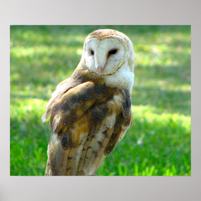 Handsome Stallhuhn Poster (Vorne)