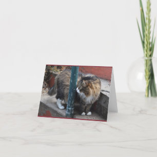 Handsome Tabby Greeting Card Karte