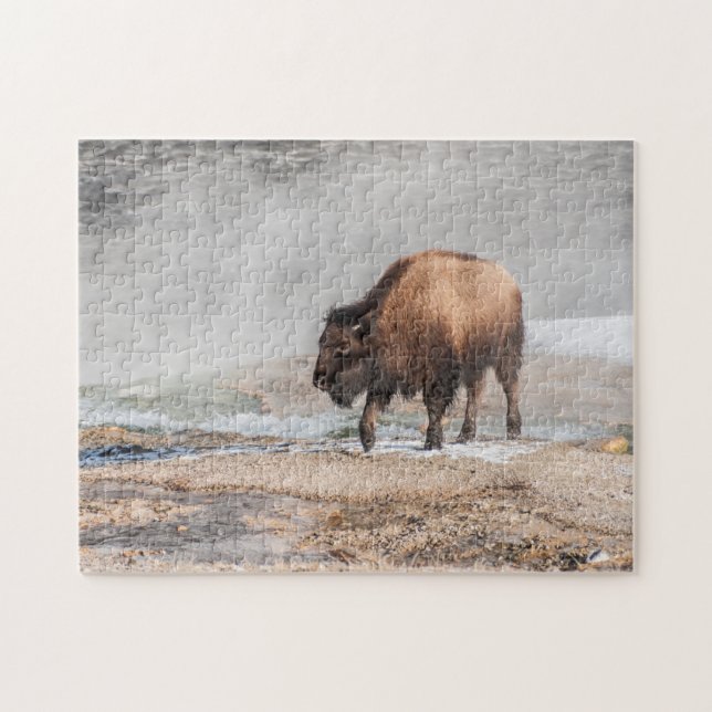 Handsome Young Bison oder Buffalo (Horizontal)