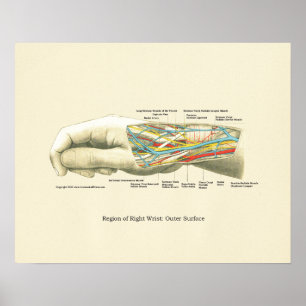 Handy & Handgelenk Internes Anatomie-Poster Poster