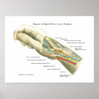 Handy & Handgelenk Internes Anatomie-Poster