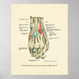 Handy & Handgelenk Internes Anatomie-Poster Poster